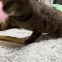 襲いかかる猫