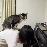 ピアノを弾く女の子の背中の上に乗る猫