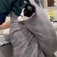 おんぶされる猫2