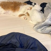 戯れる2匹の猫