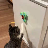 右手でおもちゃをまわす猫