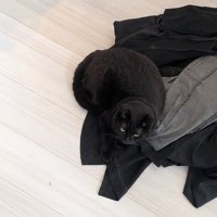 黒い服の上に座る黒猫