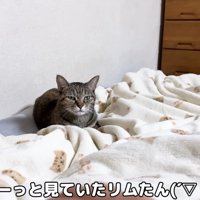 リムちゃん