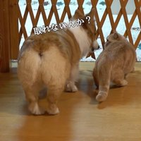 柵の前にいる猫と犬