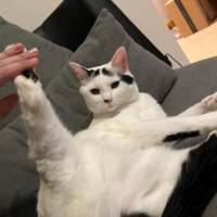 後ろ足をあげる猫