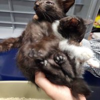 人に持たれる2匹の子猫