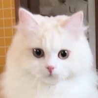 ジャンプしながら飼い主を見つめる猫