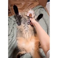 ブラッシングされている猫