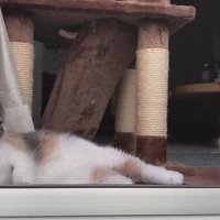 あくびをする子猫
