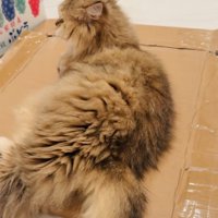 すました様子のペルシャ猫