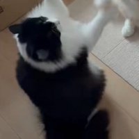 後ろ足で立ち上がって前足を大きく広げる白黒猫