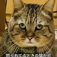飼い主に叱られるキジトラ猫