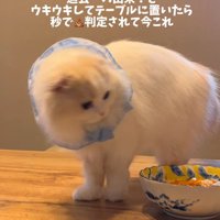 カレーを見る猫