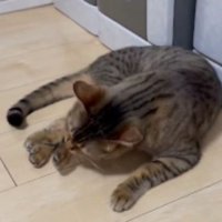 毛づくろいする猫