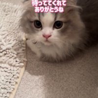 飼い主さんを見つめる猫