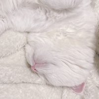 寝ている白猫の顔
