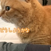 猫の横顔