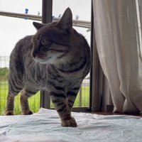 家の中に入る猫