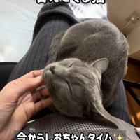 ママの足の上で甘える保護猫