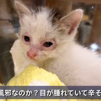 目の周りが赤い子猫