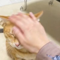 飼い主に撫でられて目を瞑っている茶トラ（片目隠れてる）