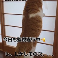 立つ猫