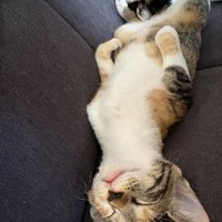 ソファの上で仰向けになって眠る三毛トラ猫