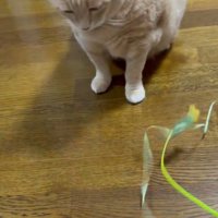 おもちゃを目で追う猫