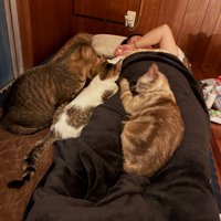 ベッドにいる猫たち