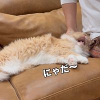 「にゃだ」と書かれた写真