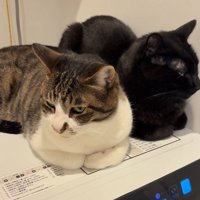 くつろぐ2匹の猫