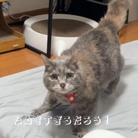 カメラ目線で立つ猫