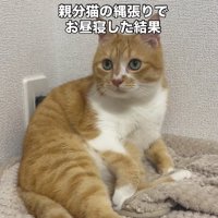 毛布の上でくつろぐ茶トラ猫