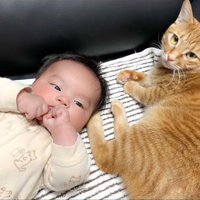 赤ちゃんに寄り添う猫