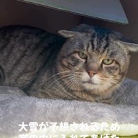 家に迎え入れられた猫