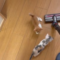 掃除機を見ている子猫