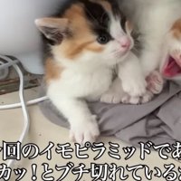 寄り添う子猫たち
