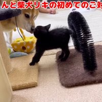 柴犬にあいさつする黒猫の子猫