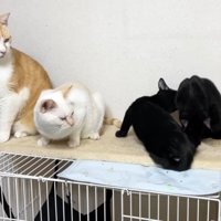 姉弟を見つめるふたり