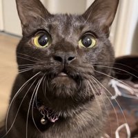 上目遣いの保護猫