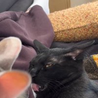 キジ白猫のおしりのニオイを嗅いで変顔になる黒猫