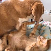 犬にパンチをする猫