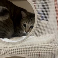 飼い主をチラ見する保護猫
