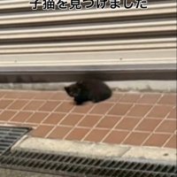 シャッターの前にいる子猫