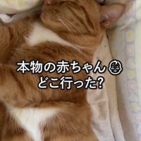 横向きで寝る猫