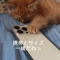 スマホの隣で寝る子猫