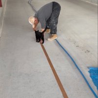 手の間に入り込む子猫