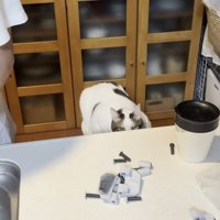 台所で低く伏せる猫