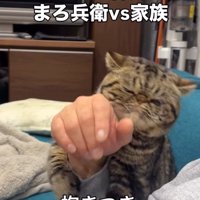 飼い主の腕に抱きつくブラウンクラシックタビー