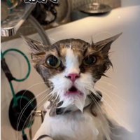 シャンプーをしている猫